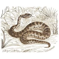 E.A. Wallis Budge - A kígyó fejének amulettje